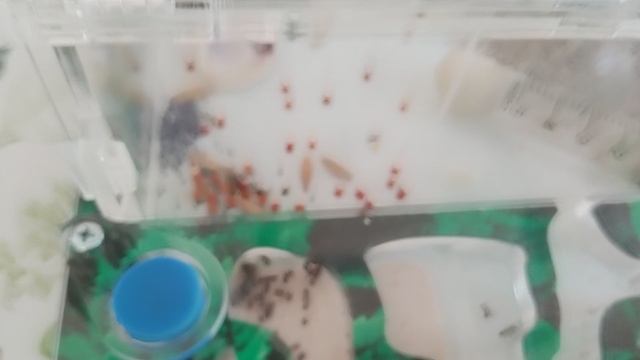 мураш Pro #холоднозима