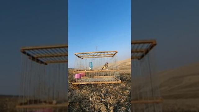 щегол (саба) 11.12.2023 смотреть онлайн