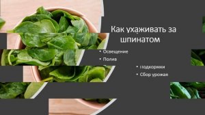 Как вырастить шпинат на подоконнике