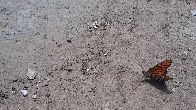 Mariposa emperador смотреть онлайн