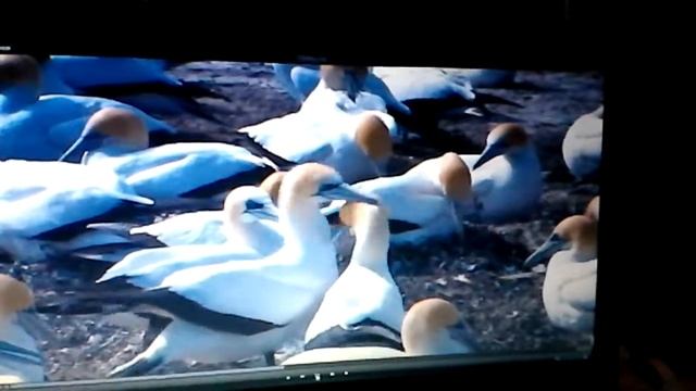 Звери смотреть онлайн