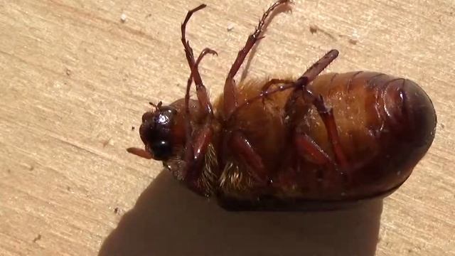 Close View Of Red Leg Kicking Beetle Bug смотреть онлайн