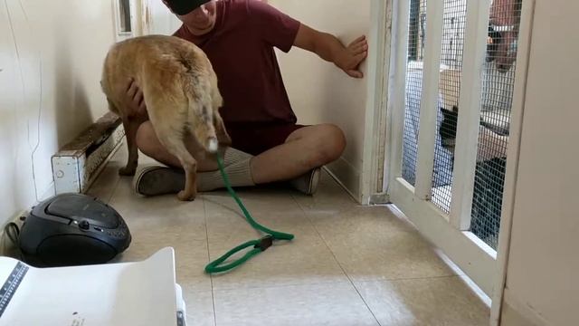 FOHA cat test. - Dingo смотреть онлайн