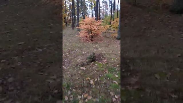 Прогулка в лесу. Виноградарь. Киев смотреть онлайн