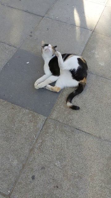 Весёлая кошка кувыркается 😸 Смешные коты 😻 Забавные животные 🐆 Funny calico cat 😹 Funny cats 🐈 Meme смотреть онлайн