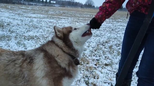 Teona смотреть онлайн