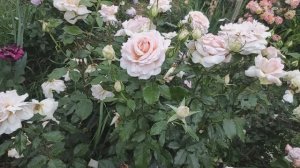 Розы, Они любимые. ❣️❣️❣️Из холодного февраля в цветущий сад👋👋👋