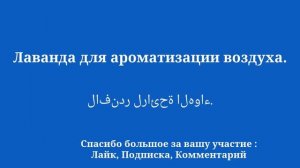 10 минут, чтобы выучить арабский язык: выучите слова и фразы