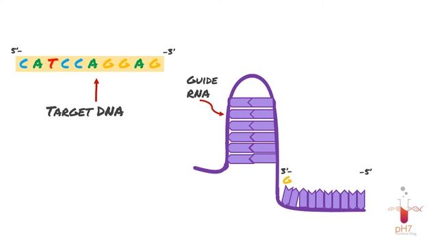 CRISPR Cas9 Genome Editing