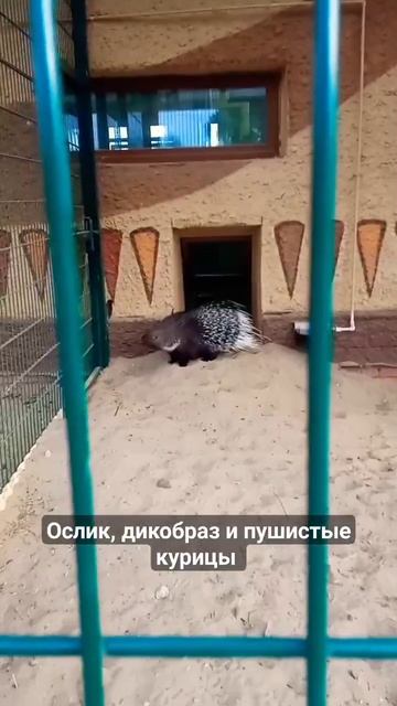Осел из Шрека, дикобраз и пушистые черные и белая курицы в Казанском зоопарке смотреть онлайн