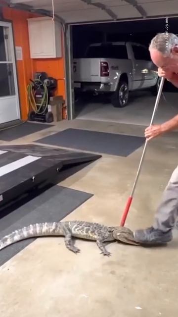Five-foot-long alligator captured after entering home through the DOGGY DOOR #shorts смотреть онлайн