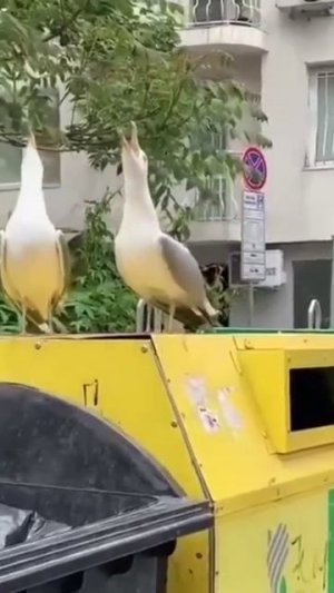 Чайки смеются