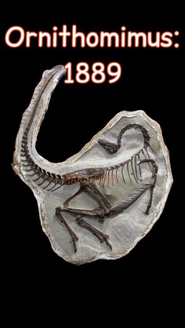Top 10 Dates when Dinosaurs were Discovered #dinosaur #paleo #evolution #shorts #jurassicpark смотреть онлайн