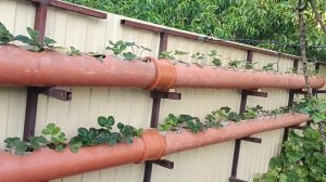 КЛУБНИКА В ТРУБАХ ПО-НОВОМУ/Мой Новый эксперимент, обзор огорода.