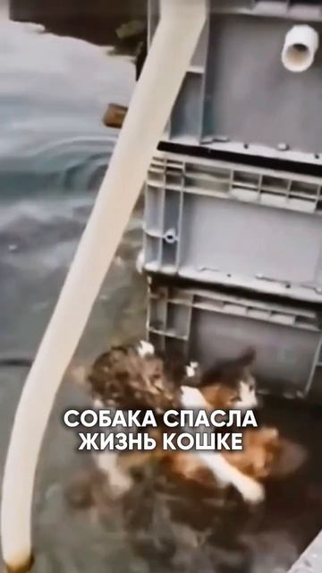 СОБАКА СПАСЛА ЖИЗНЬ КОШКЕ смотреть онлайн