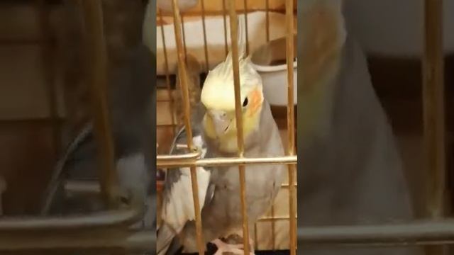 УТРО АРЧИ ВСЕМ ПРИВЕТ смотреть онлайн