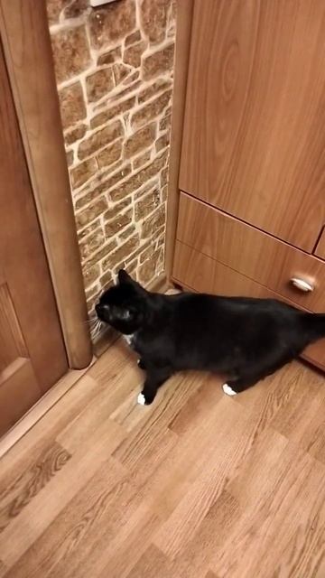 Когда занят туалет😺#cat #animals #shortvideo #funny #catlover #кот #котики #follow #животные#туалет смотреть онлайн