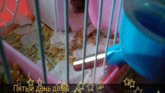 Мой хомячок смотреть онлайн