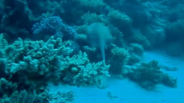 Blue-spotted Stingray @ El Gouna, Egypt смотреть онлайн