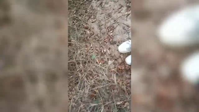 24 часа в лесу /без комментариев..../выживания смотреть онлайн