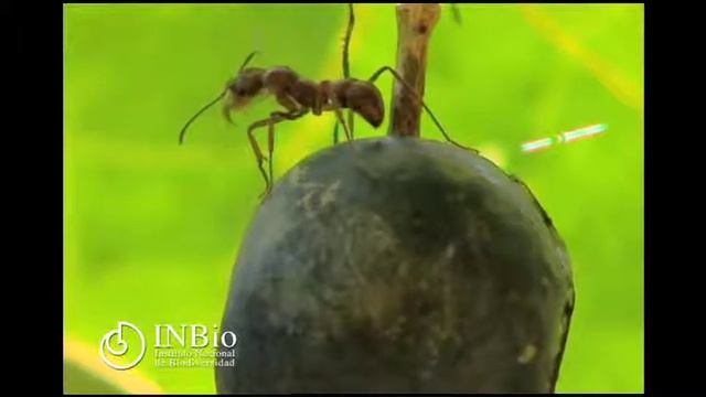 Hymenoptera Ectatoma tuberculatum hormiga смотреть онлайн