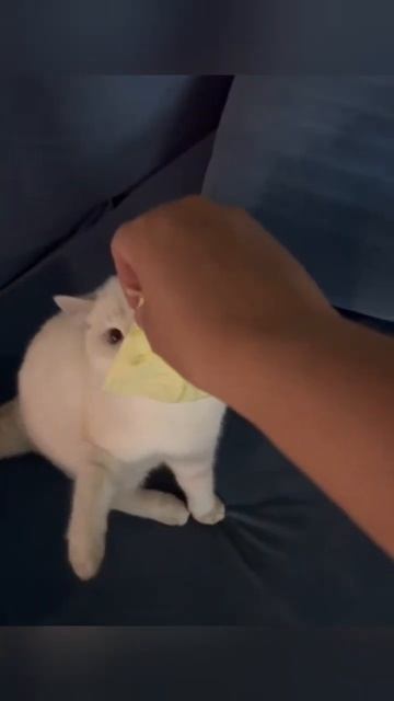 хобитцы украли прелесть #cat #funnyanimals #кот #shorts смотреть онлайн