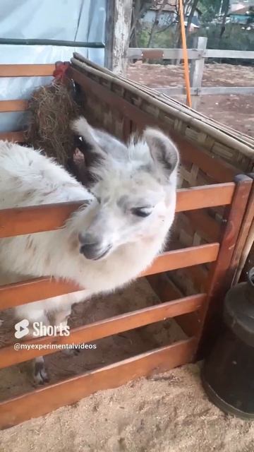 Funny Llama, милая белая лама смотреть онлайн