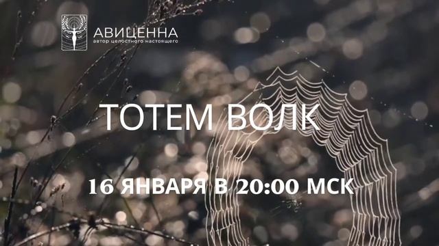 ТОТЕМ ВОЛК