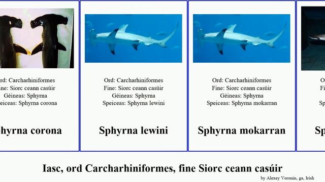 Iasc, ord Carcharhiniformes, fine Siorc ceann casúir sphyrna fish pan josh corona tudes House смотреть онлайн