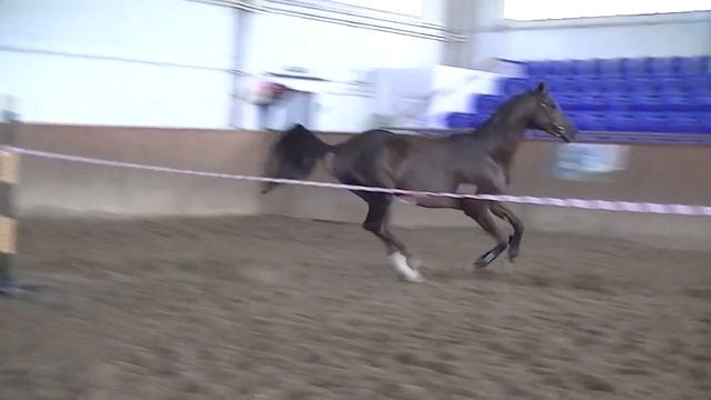 СЕКАЧ-СЕР смотреть онлайн