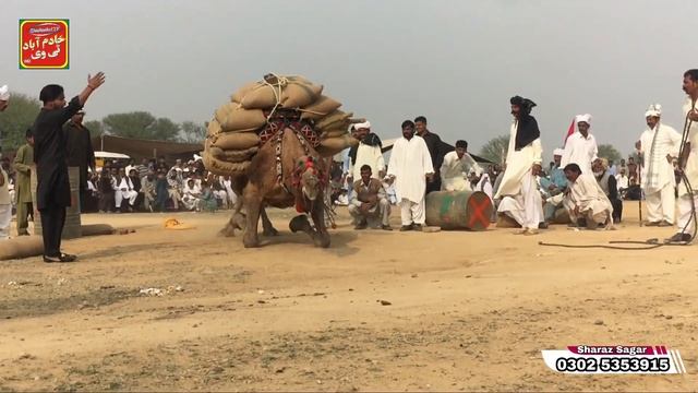 Camel Weightlifting 2023 | Camels Weight Lifting | Camel Fastivel Jhelum Pakistan | Drayala | Camel