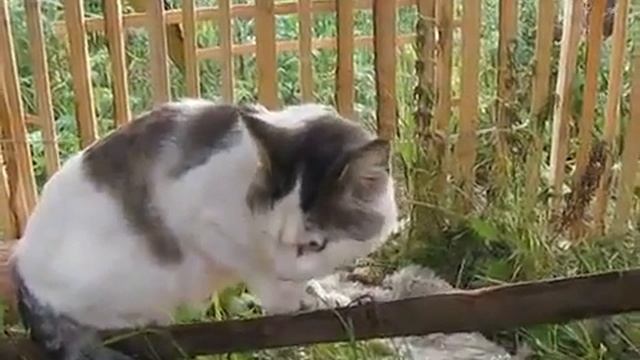 хаха кот говорит не знаю лайк если засмеялся смотреть онлайн