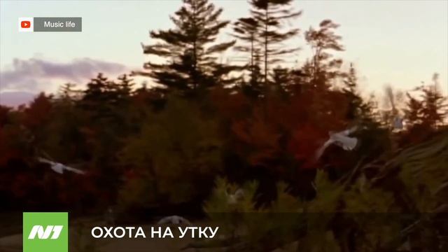 Охота на утку смотреть онлайн