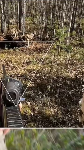 Охота на медведя. Совсем скоро 🤟 смотреть онлайн