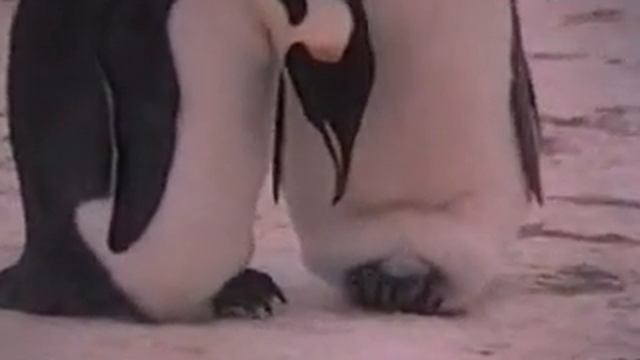 Императорский пингвин смотреть онлайн