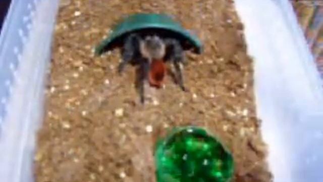 Brachypelma vagans Maintanence and Feeding смотреть онлайн