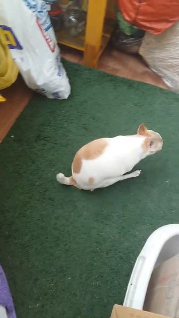 Чешется у чихуахуа смотреть онлайн