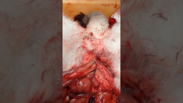 Rabbit anatomy. Laboratory animals смотреть онлайн