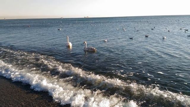 Крым, Судак, Лебеди в Судакской бухте, февраль 2017 смотреть онлайн