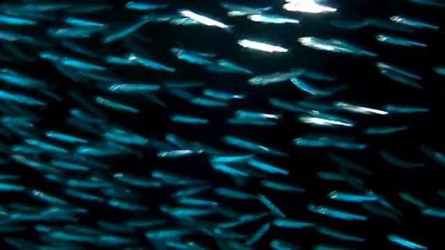 Silversides in Grand Cayman - Part 2 смотреть онлайн