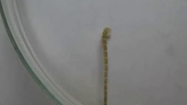 Fish leech (Piscicola geometra)