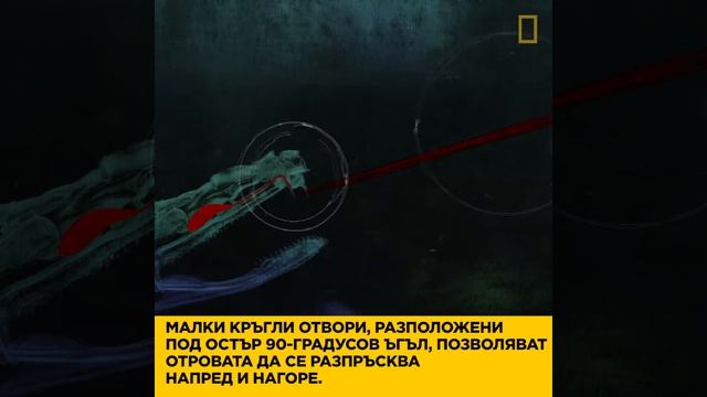 National Geographic - Световен ден на змията - 16ти юли смотреть онлайн