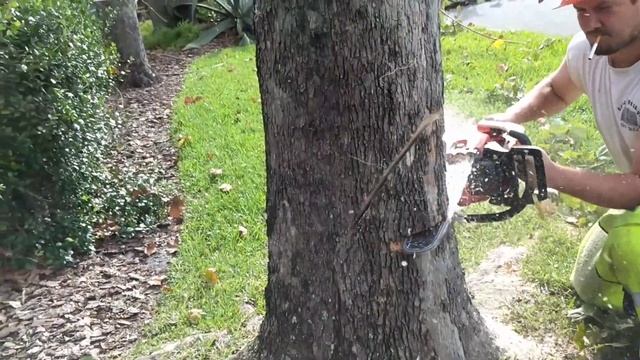 How to fell a tree by a certified Arborist. смотреть онлайн