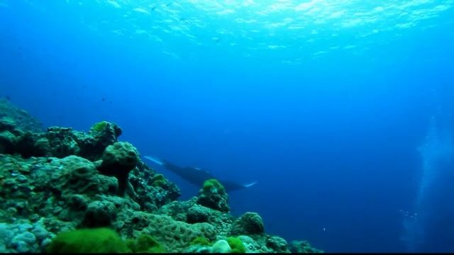 Manta Ray & Whale Shark смотреть онлайн