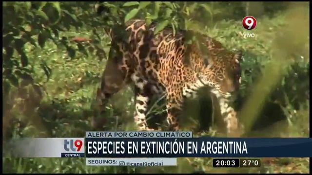 Las especies en peligro de extinción en Argentina смотреть онлайн