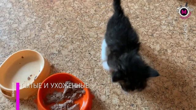 Мегаполис - Что с котами? - Сургут смотреть онлайн