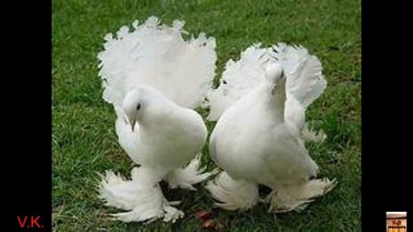 Пара белых голубей-Алла Кож