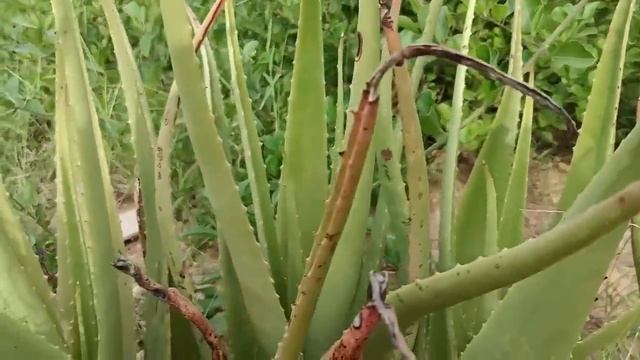 देखिए दोस्तों गवार पार्ट की फसल смотреть онлайн