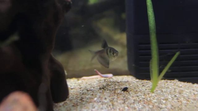 Tetraodon Baileyi смотреть онлайн