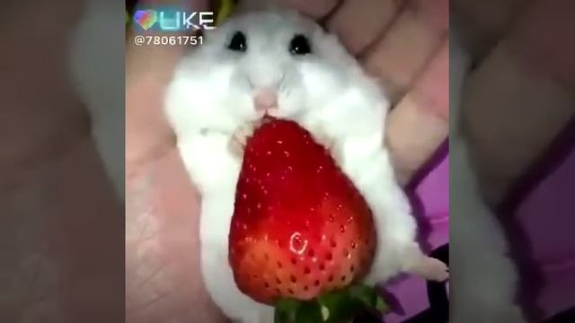 Клубника и хомяк смотреть онлайн
